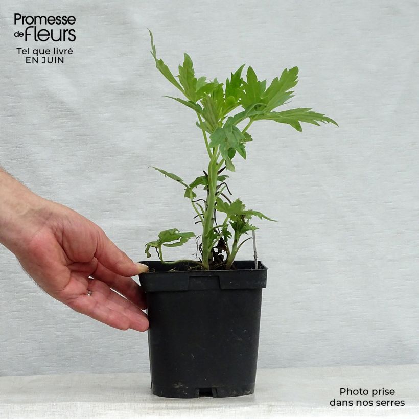 Amostra de Delphinium Pacific Black Knight Vaso de 2 L/3 L tal como entregue no verão