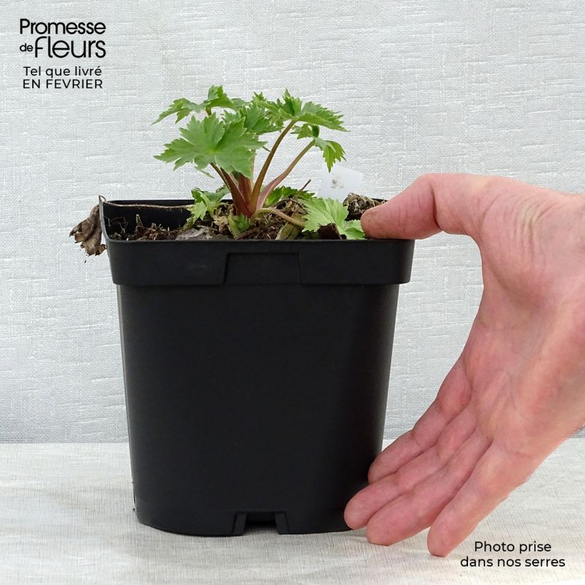 Amostra de Delphinium Pacific Black Knight Vaso de 2 L/3 L tal como entregue no inverno