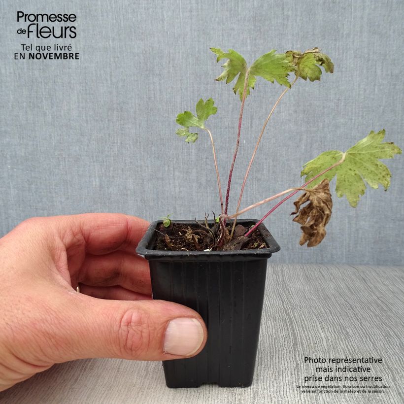Amostra de Delphinium Pacific Black Knight Vaso de 7/8 cm tal como entregue no outono