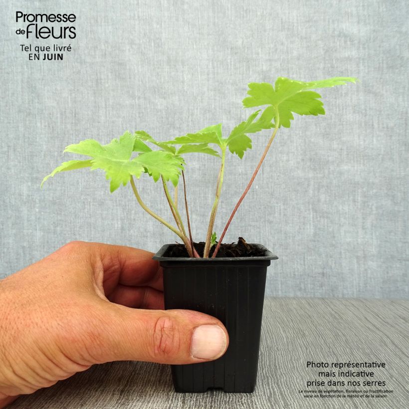 Amostra de Delphinium Pacific Black Knight Vaso de 7/8 cm tal como entregue no verão