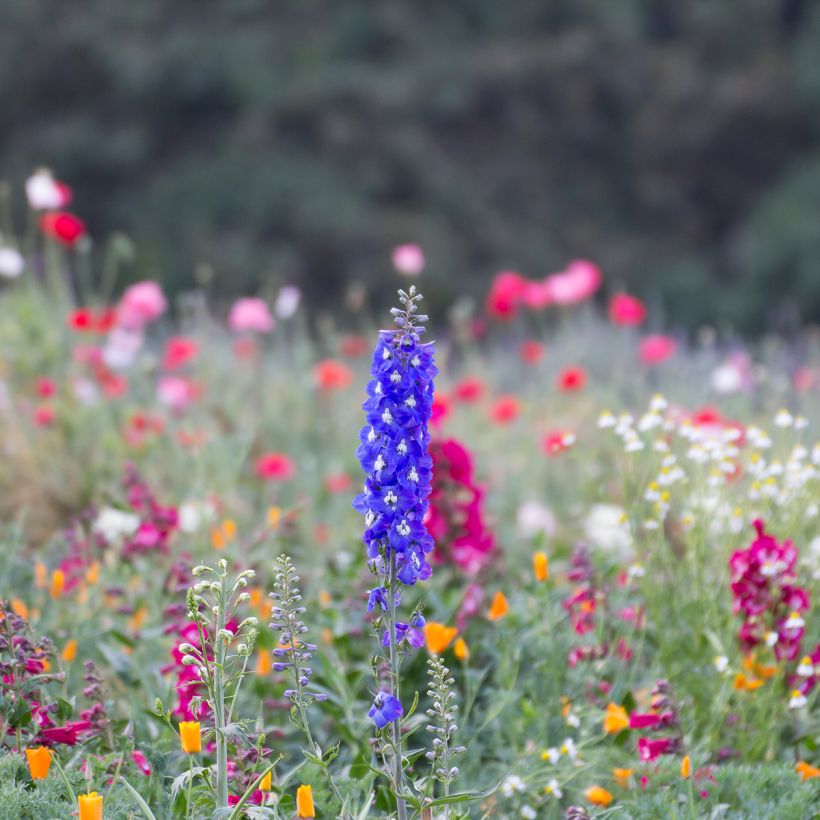 Delphinium Pacific Blue Bird (Hábito)
