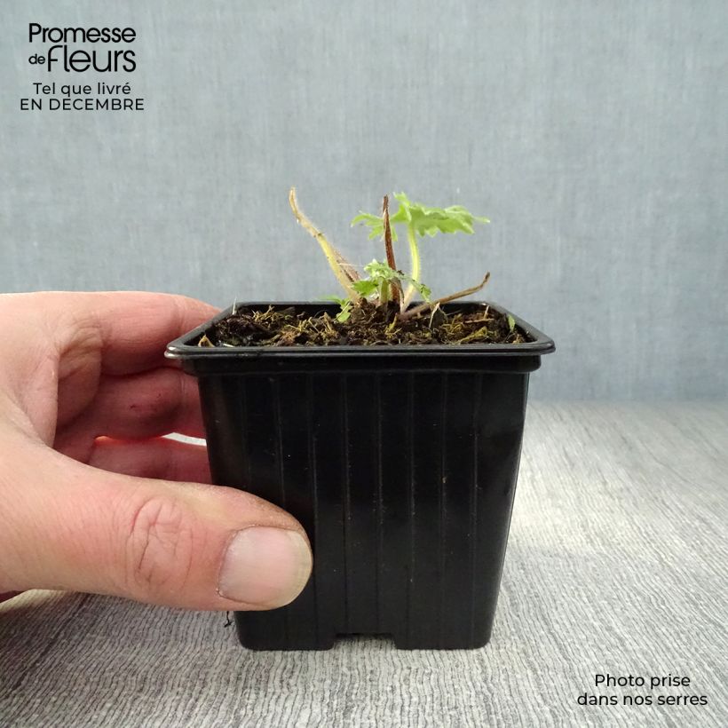 Amostra de Delphinium Pacific Blue Bird Vaso de 7/8 cm tal como entregue no inverno