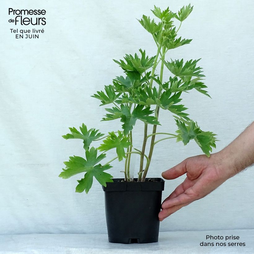 Amostra de Delphinium Pacific Blue Bird Vaso de 2 L/3 L tal como entregue no verão