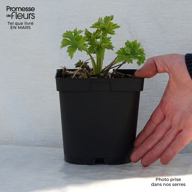 Amostra de Delphinium Pacific Blue Bird Vaso de 2 L/3 L tal como entregue na primavera