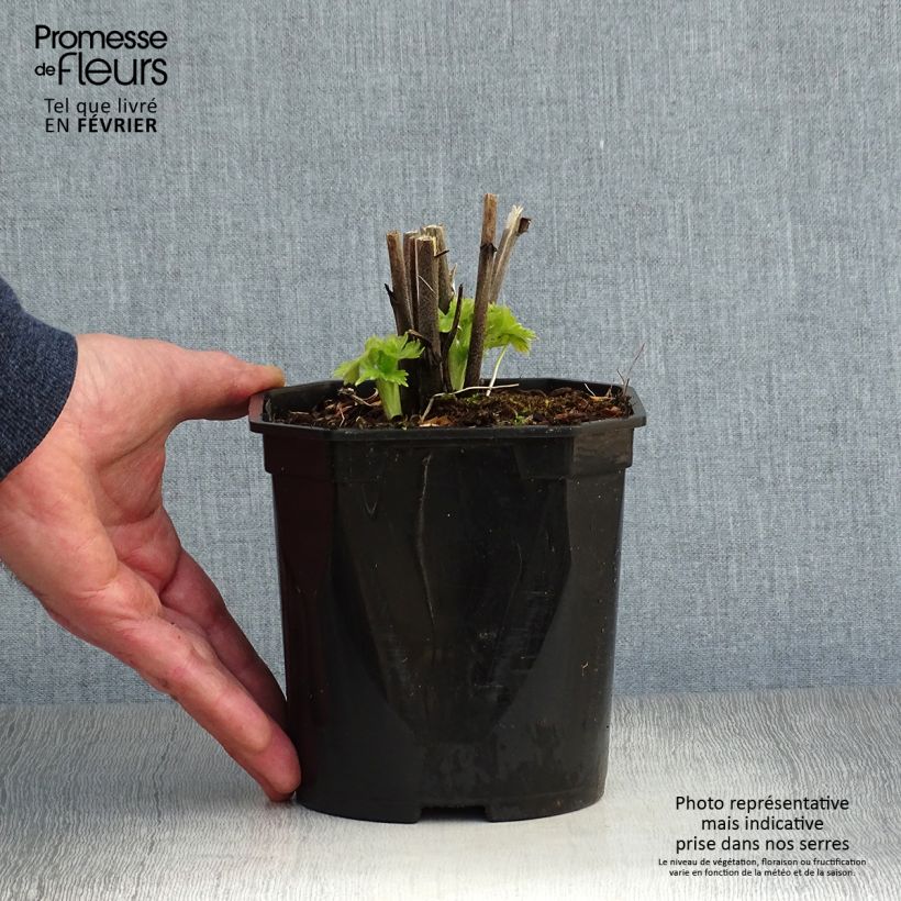 Amostra de Delphinium Pacific Blue Bird Vaso de 2 L/3 L tal como entregue no inverno