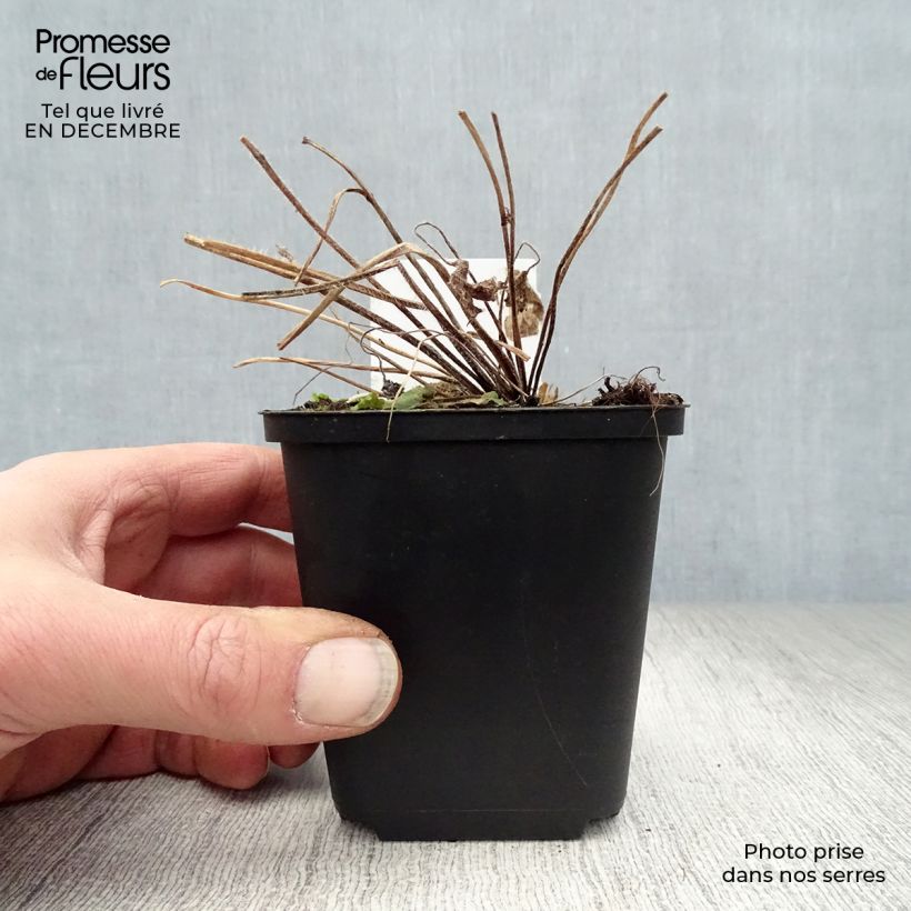 Amostra de Delphinium Pacific Blue Jay - Pied d'Alouette vivace Vaso de 7/8 cm tal como entregue no inverno