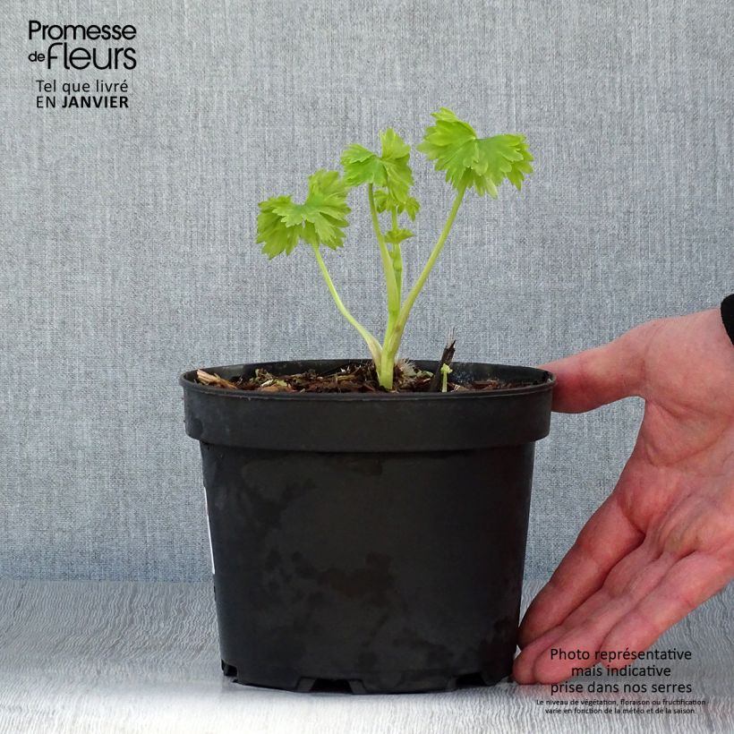 Amostra de Delphinium Pacific Blue Jay - Pied d'Alouette vivace Vaso de 2 L/3 L tal como entregue no inverno