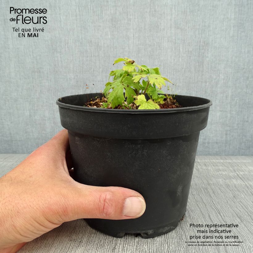 Amostra de Delphinium Pacific Blue Jay Vaso de 2 L/3 L tal como entregue na primavera