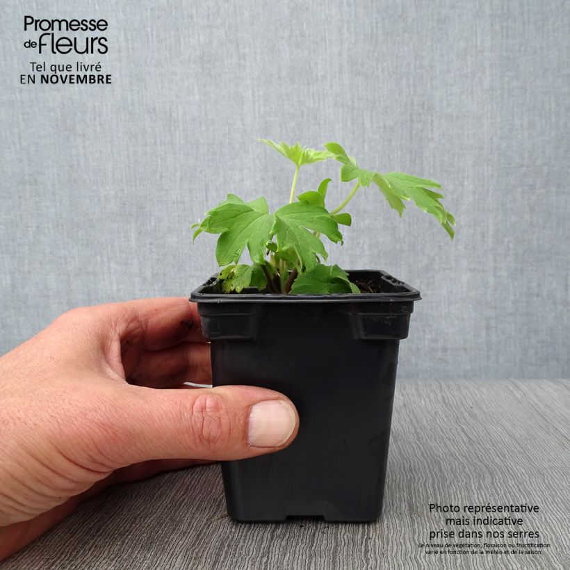 Amostra de Delphinium Pacific Blue Jay Vaso de 7/8 cm tal como entregue no outono