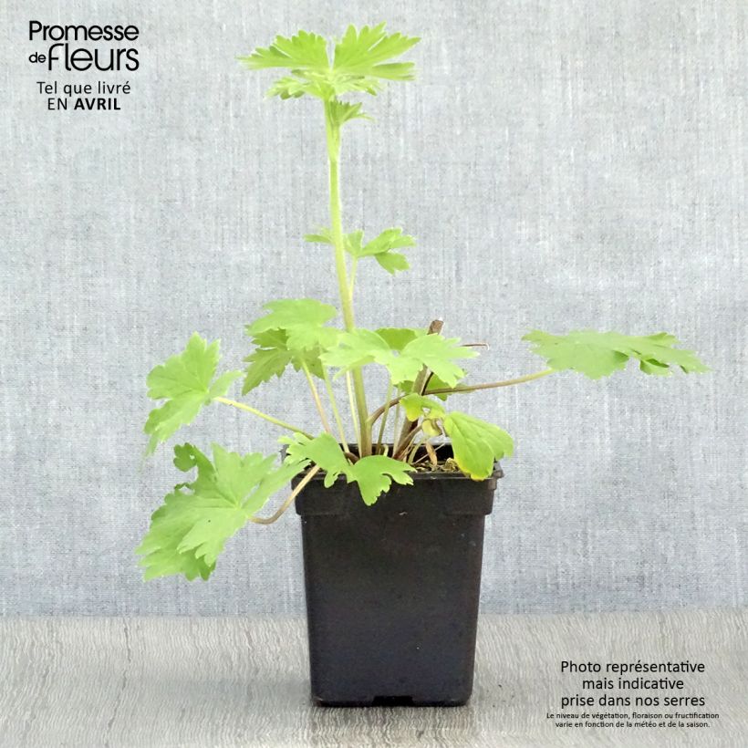 Amostra de Delphinium Pacific Blue Jay Vaso de 7/8 cm tal como entregue na primavera