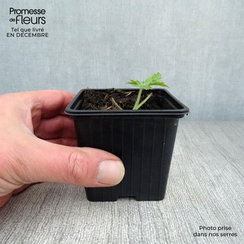 Amostra de Delphinium Pacific Galahad Vaso de 7/8 cm tal como entregue no inverno