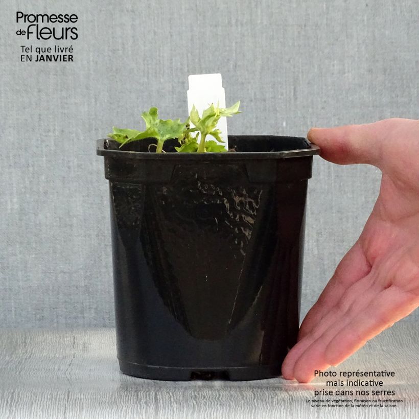 Amostra de Delphinium Pacific Galahad Vaso de 2 L/3 L tal como entregue no inverno