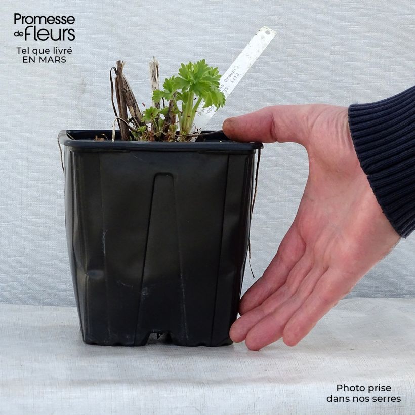 Amostra de Delphinium Pacific Galahad Vaso de 2 L/3 L tal como entregue na primavera