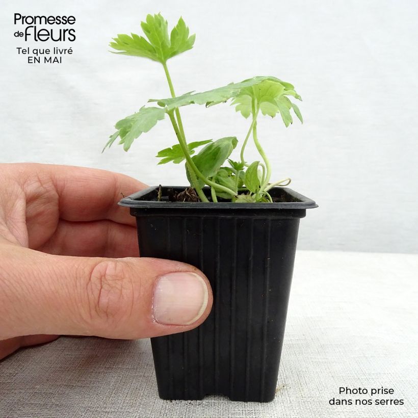 Amostra de Delphinium Pacific Galahad Vaso de 7/8 cm tal como entregue na primavera