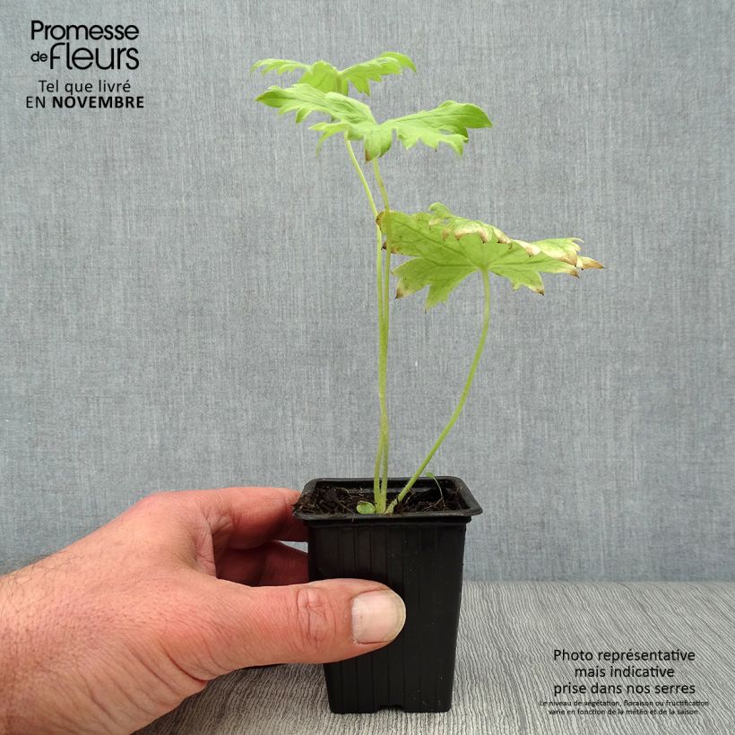 Amostra de Delphinium Pacific Galahad Vaso de 7/8 cm tal como entregue no outono