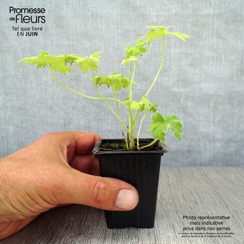 Amostra de Delphinium Pacific Galahad Vaso de 7/8 cm tal como entregue no verão