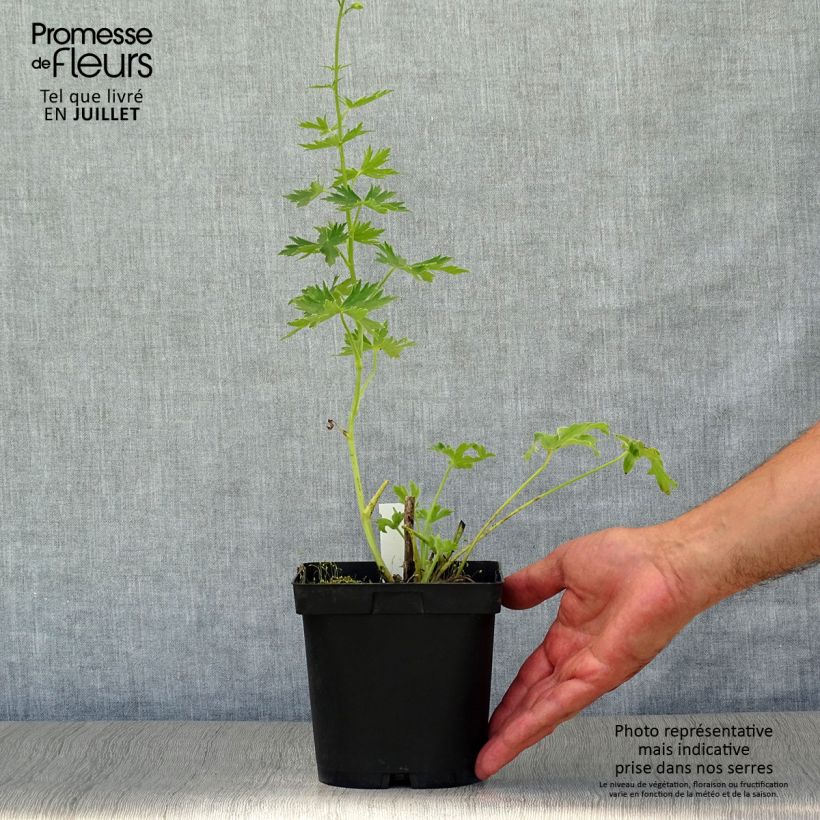 Amostra de Delphinium Pacific Galahad Vaso de 2 L/3 L tal como entregue no verão