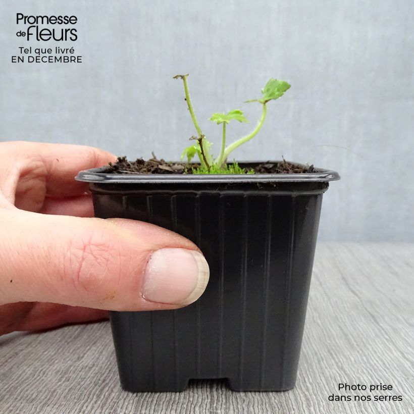 Amostra de Delphinium Pacific Guinerve - Pied d'Alouette vivace Godet de 7/8 cm tal como entregue no inverno