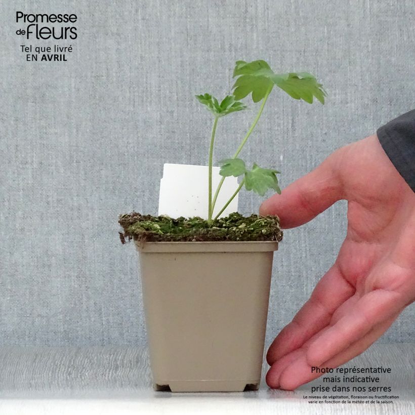 Amostra de Delphinium Pacific Guinevere Vaso de 7/8 cm tal como entregue na primavera