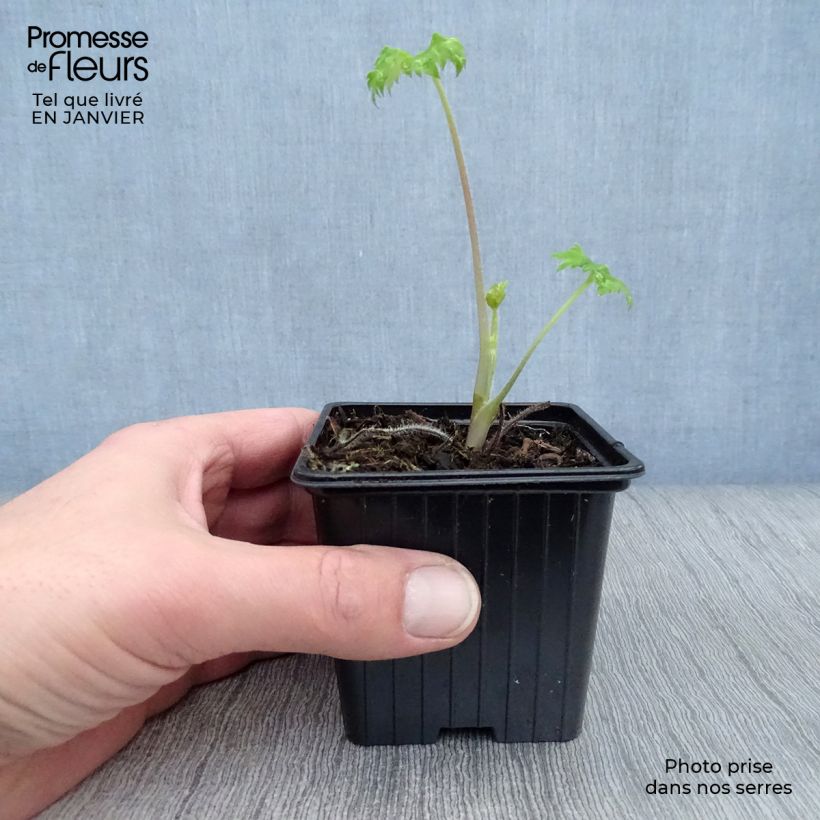 Amostra de Delphinium Pacific King Arthur Vaso de 7/8 cm tal como entregue no inverno