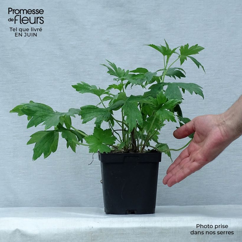Amostra de Delphinium Pacific King Arthur Vaso de 2 L/3 L tal como entregue no verão