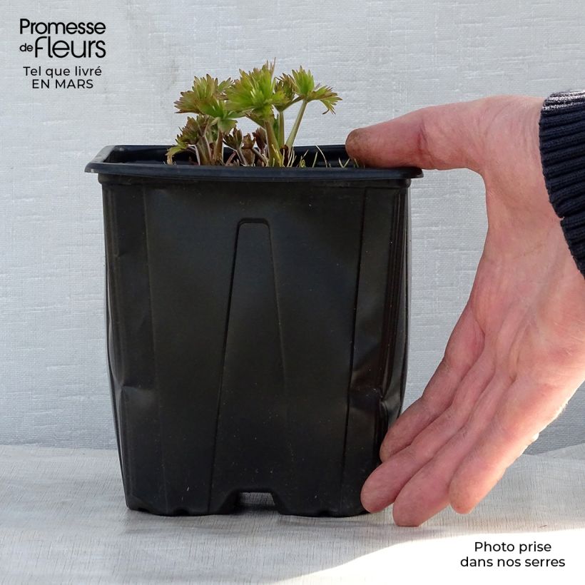 Amostra de Delphinium Pacific King Arthur Vaso de 2 L/3 L tal como entregue na primavera