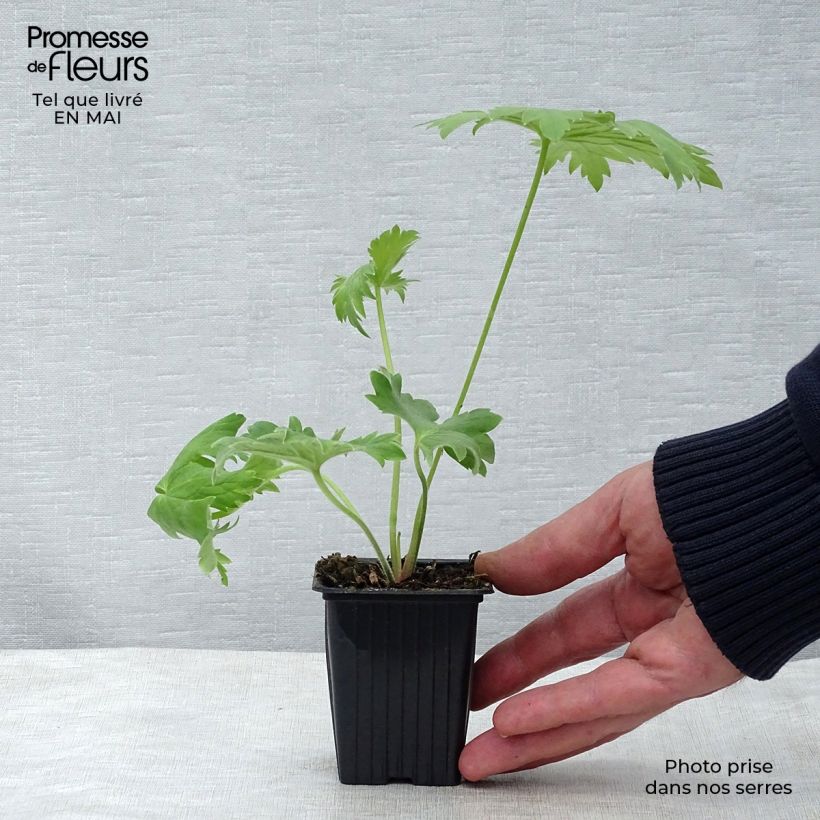 Amostra de Delphinium Pacific King Arthur Vaso de 7/8 cm tal como entregue na primavera