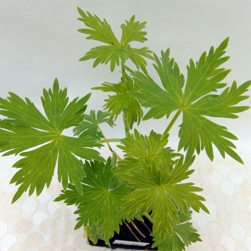 Delphinium Pacific Summer Skies (Folhagem)