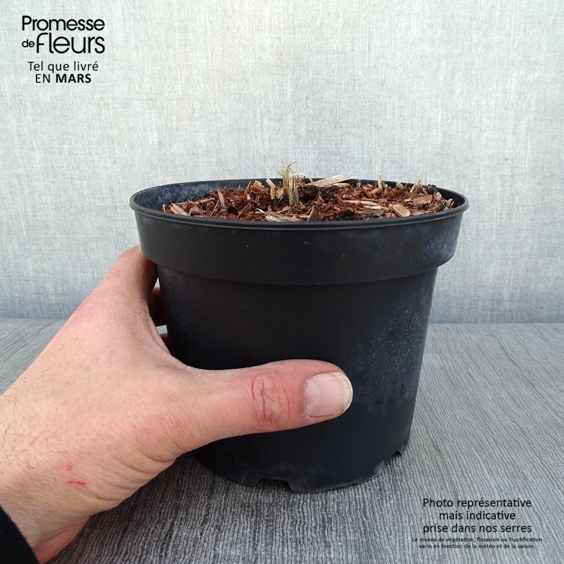 Amostra de Delphinium Pacific Summer Skies Vaso de 2 L/3 L tal como entregue no inverno