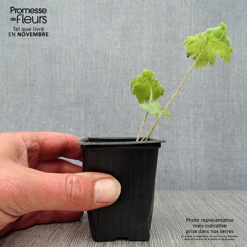 Amostra de Delphinium Pacific Summer Skies Vaso de 7/8 cm tal como entregue no outono