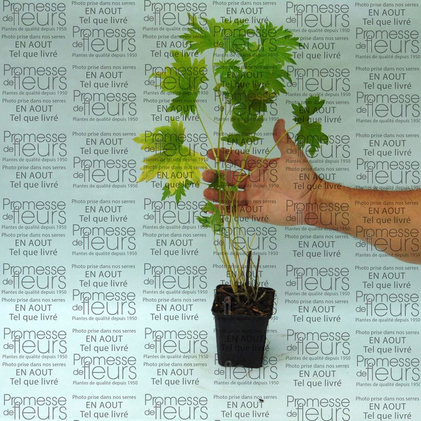 Exemplo de amostra de Delphinium Pacific giant Cameliard - Pied d'Alouette vivace Vaso de 8/9 cm tal como entregue