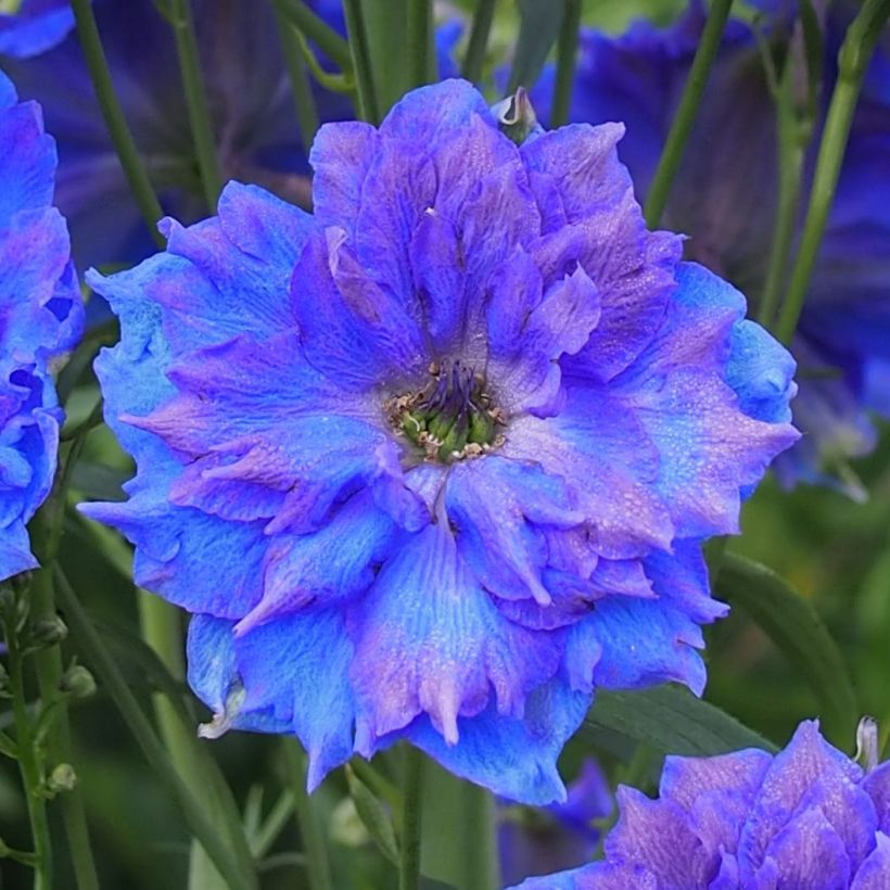 Delphinium Pagan Purples (Floração)