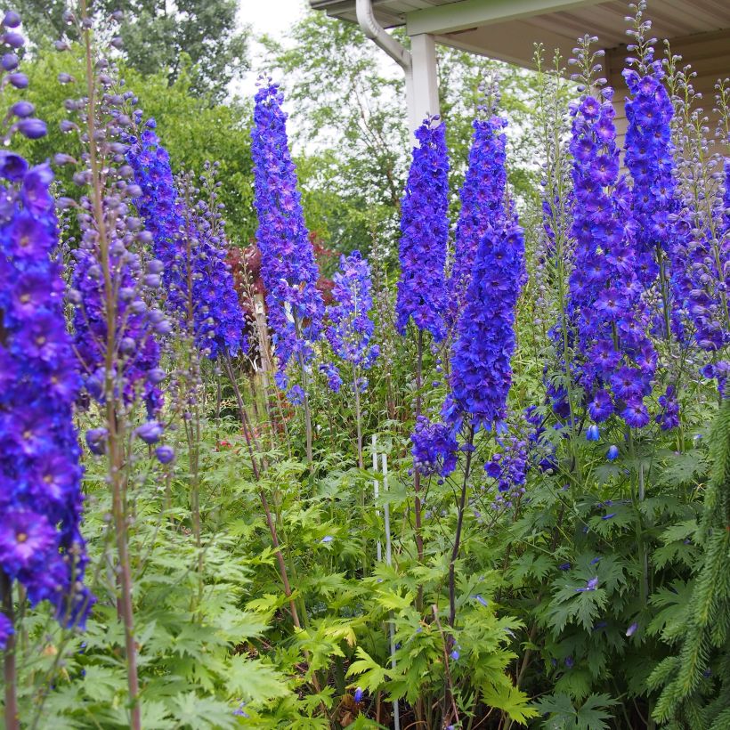 Delphinium Pagan Purples (Hábito)