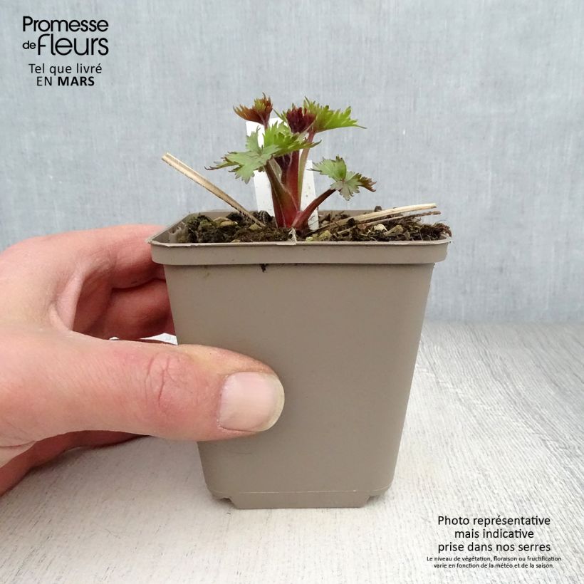 Amostra de Delphinium Pagan Purples - Pied d'Alouette vivace Vaso de 8/9 cm tal como entregue na primavera