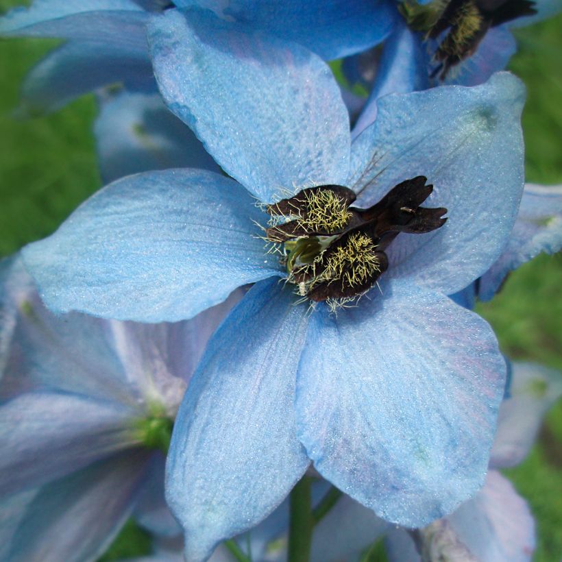 Delphinium Perlmutterbaum (Floração)