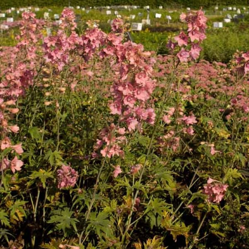 Delphinium ruysii Pink Sensation (Hábito)