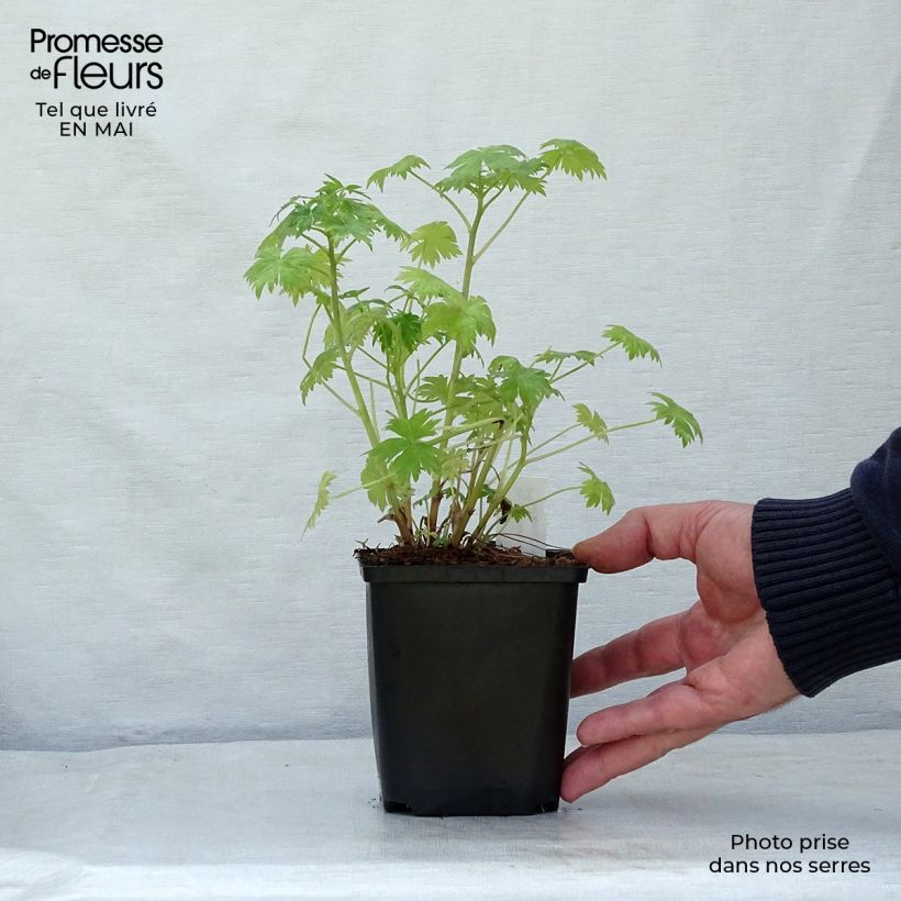 Amostra de Delphinium ruysii Pink Sensation Vaso de 8/9 cm tal como entregue na primavera