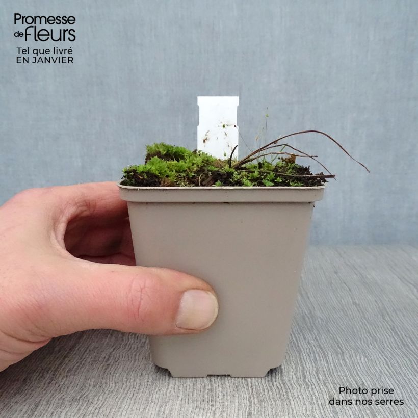 Amostra de Delphinium Ruysii Pink Sensation, Pied d'Alouette Vaso de 8/9 cm tal como entregue no inverno