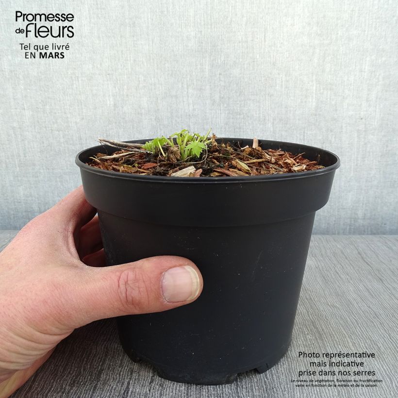 Amostra de Delphinium Ruysii Pink Sensation, Pied d'Alouette Vaso de 2 L/3 L tal como entregue no inverno