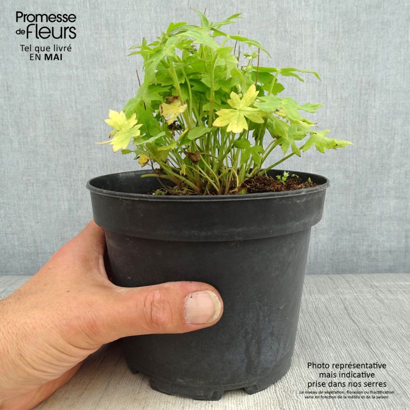 Amostra de Delphinium ruysii Pink Sensation Vaso de 2 L/3 L tal como entregue na primavera