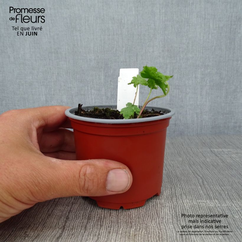 Amostra de Delphinium Magic Fountain Sky Blue Vaso de 8/9 cm tal como entregue no verão