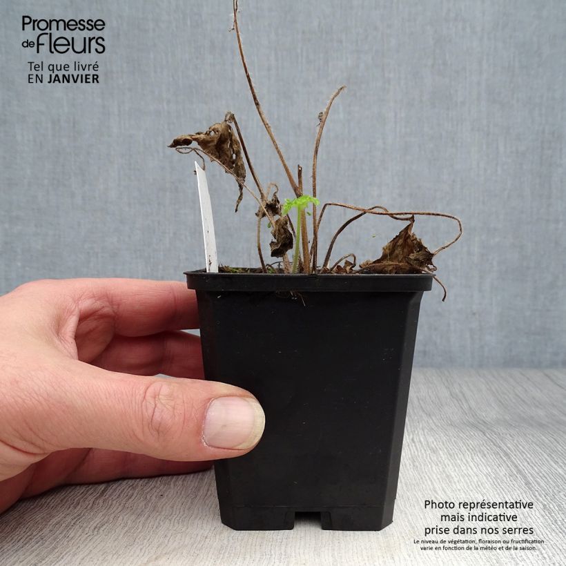 Amostra de Delphinium Magic Fountain Sky Blue Vaso de 8/9 cm tal como entregue no inverno