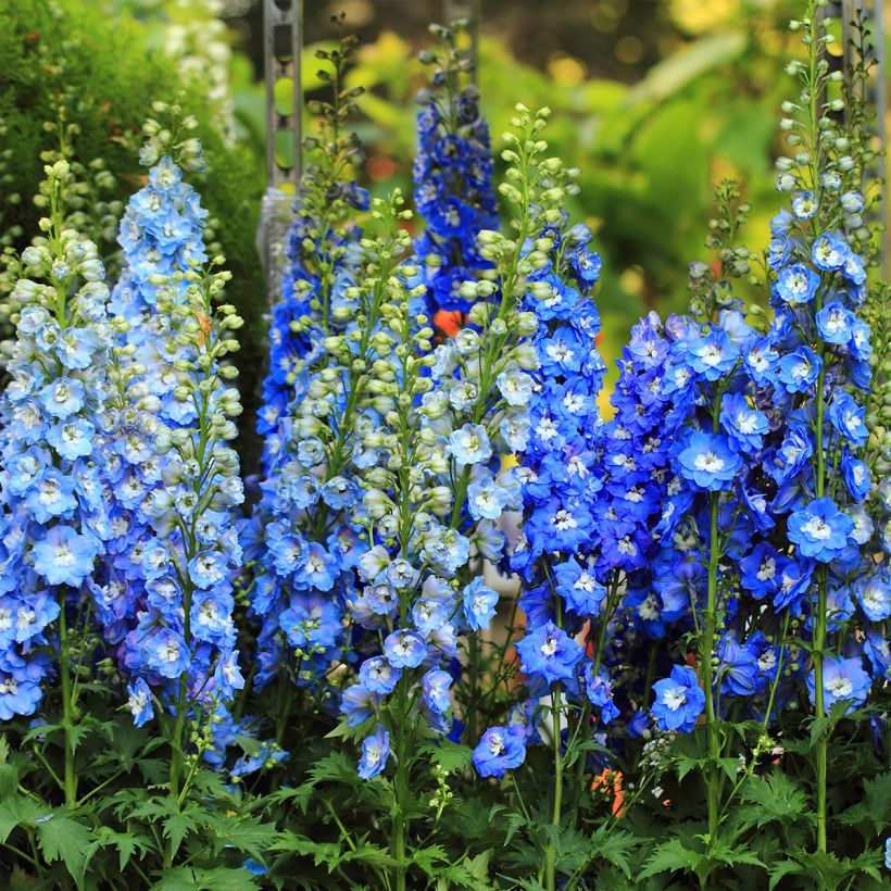 Delphinium Magic Fountain Sky Blue (Hábito)