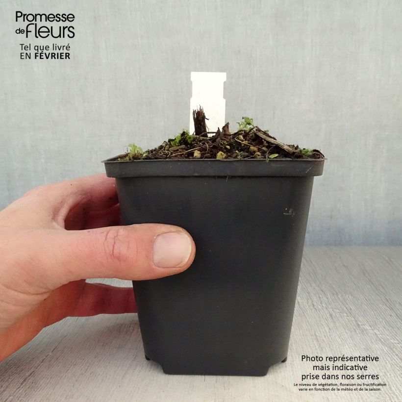 Amostra de Delphinium Strawberry Fair Vaso de 8/9 cm tal como entregue no inverno