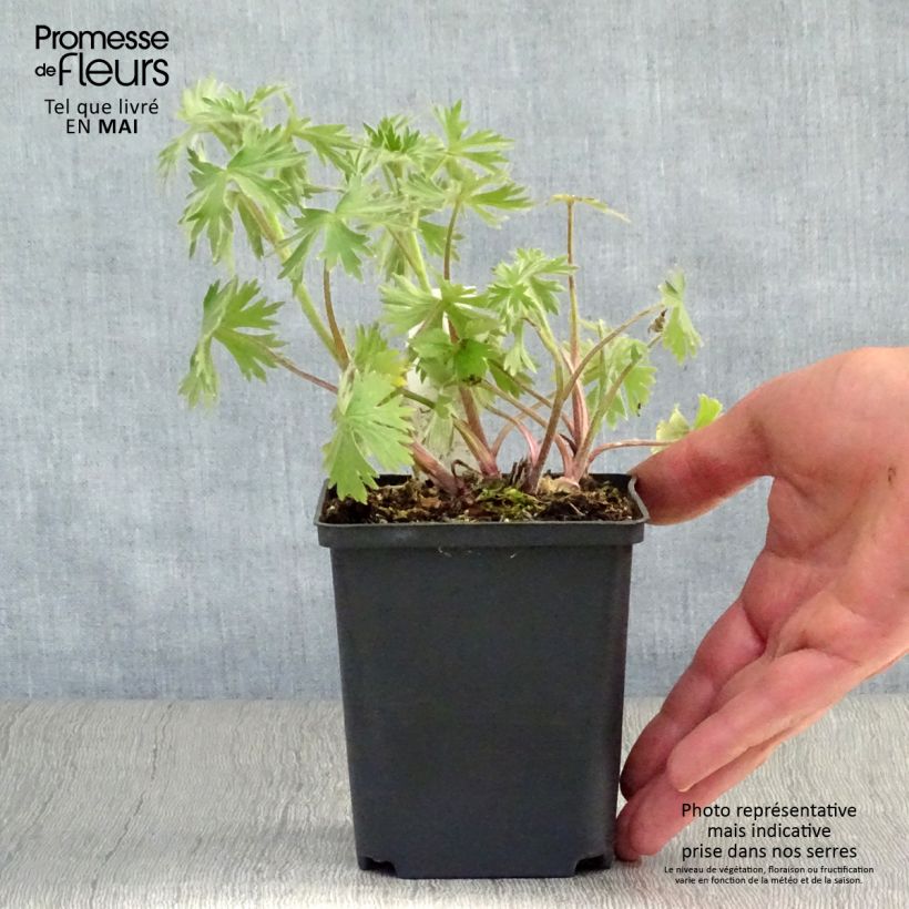 Amostra de Delphinium Strawberry Fair Vaso de 8/9 cm tal como entregue na primavera