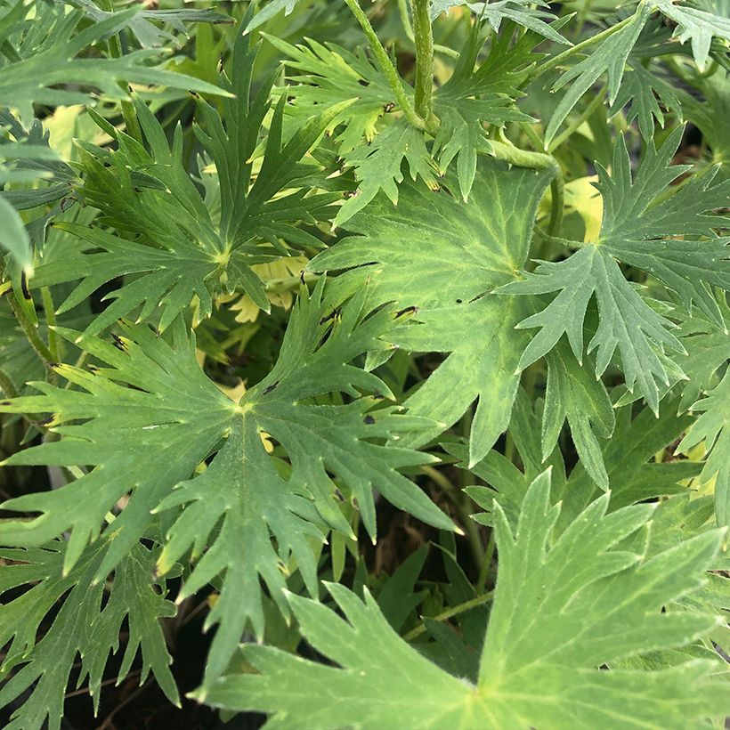 Delphinium belladonna Völkerfrieden (Folhagem)