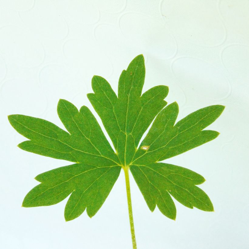 Delphinium belladonna Ballkleid (Folhagem)