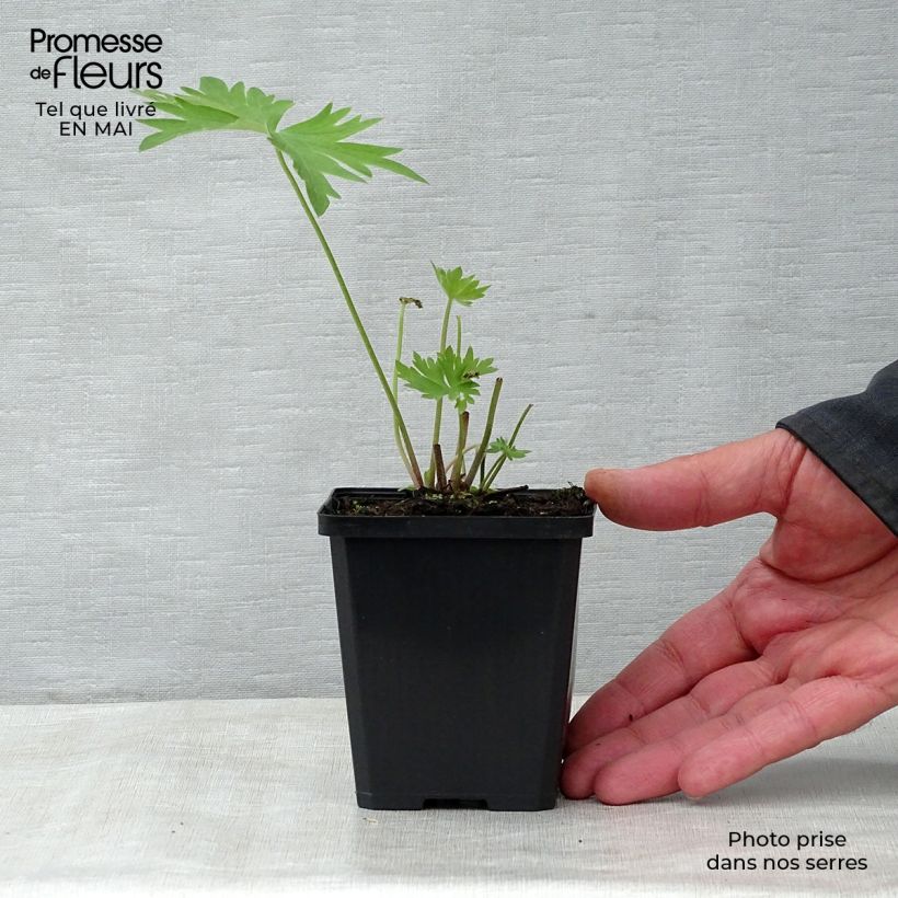 Amostra de Delphinium belladonna Bellamosum Vaso de 7/8 cm tal como entregue na primavera