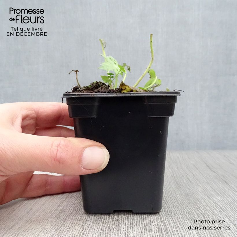 Amostra de Delphinium belladonna Bellamosum Vaso de 7/8 cm tal como entregue no inverno