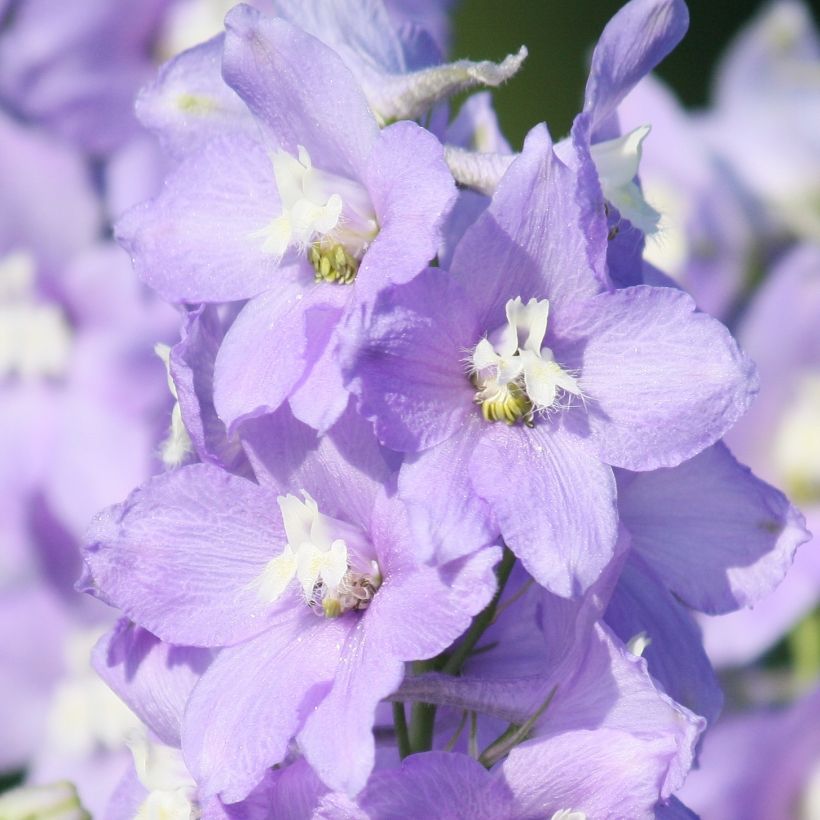 Delphinium belladonna Capri (Floração)